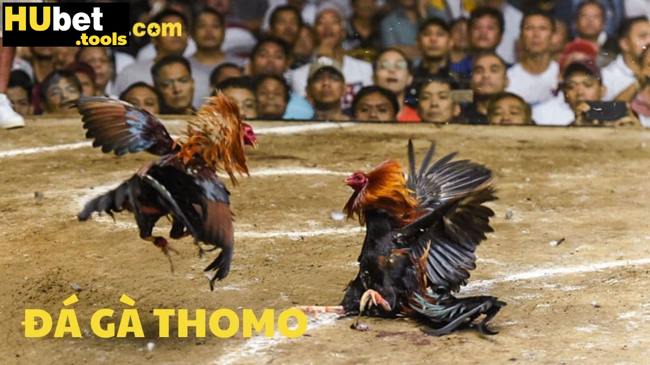 Soi kèo đá gà Thomo tại HUBET-Chính xác, hiệu quả